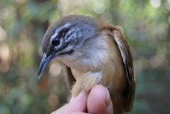 Pheugopedius genibarbis