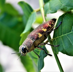 Lampetis hirtomaculata