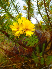 Euryops brownei