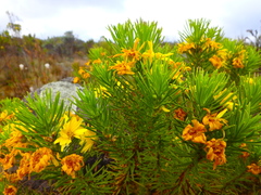 Euryops brownei