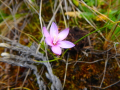 Hesperantha petitiana