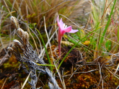 Hesperantha petitiana