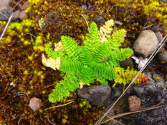 Haplosciadium abyssinicum