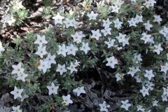 Euploca confertifolia