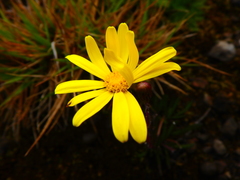 Senecio jacksonii