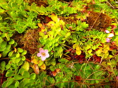Lysimachia serpens
