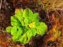 Haplocarpha rueppelii