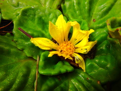 Haplocarpha rueppelii