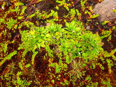 Haplocarpha rueppelii