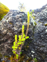 Crassula schimperi phyturus