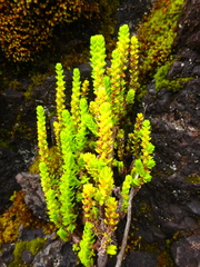 Crassula schimperi phyturus