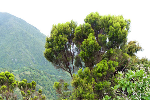 Azorean Heather