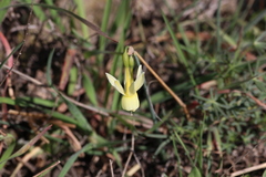 Narcissus triandrus pallidulus