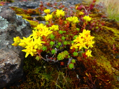 Sedum ruwenzoriense