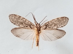Phryganea cinerea