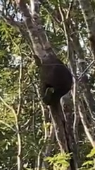 Eupsittula nana