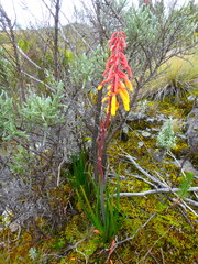 Kniphofia thomsonii