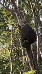 Eupsittula nana