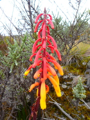 Kniphofia thomsonii