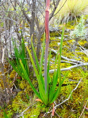 Kniphofia thomsonii