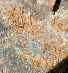 Pheidole tysoni