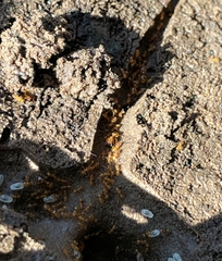 Pheidole tysoni