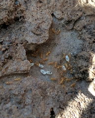 Pheidole tysoni