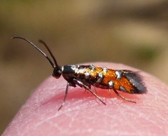 Neoheliodines vernius