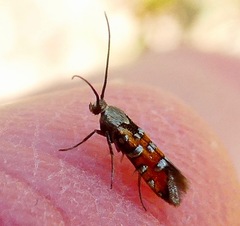 Neoheliodines vernius