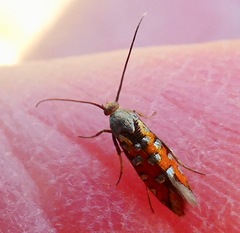 Neoheliodines vernius