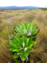 Dendrosenecio keniensis