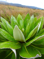 Dendrosenecio keniensis