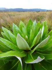 Dendrosenecio keniensis