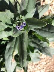 Cynoglossum creticum