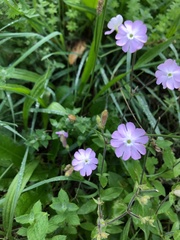 Melandrium