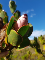 Protea stokoei