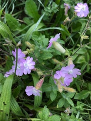Melandrium