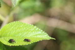 Octotoma scabripennis