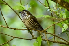 Chrysococcyx lucidus lucidus