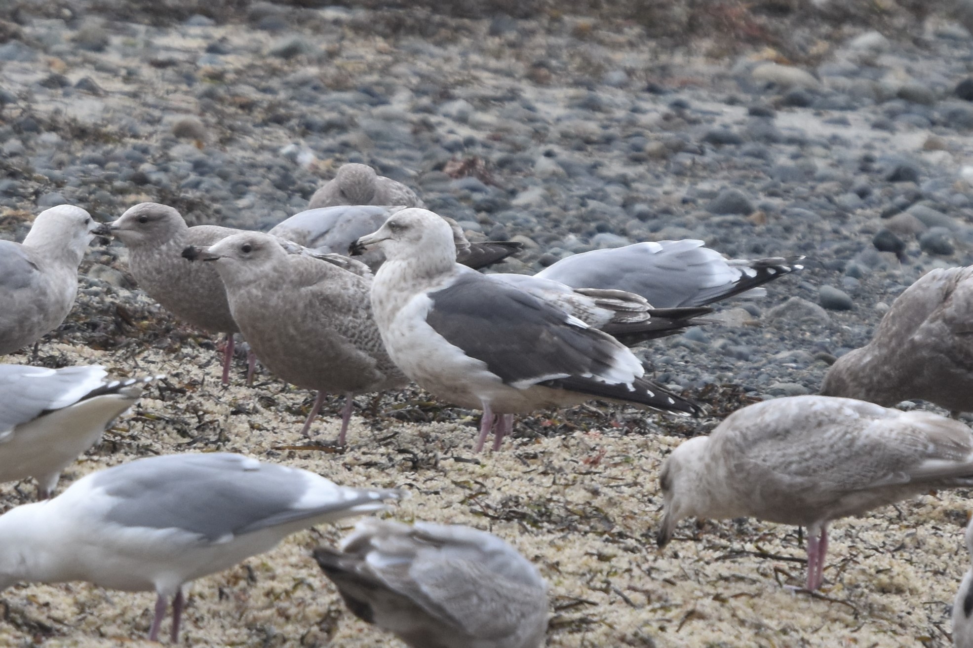 Slaty-backed Gull