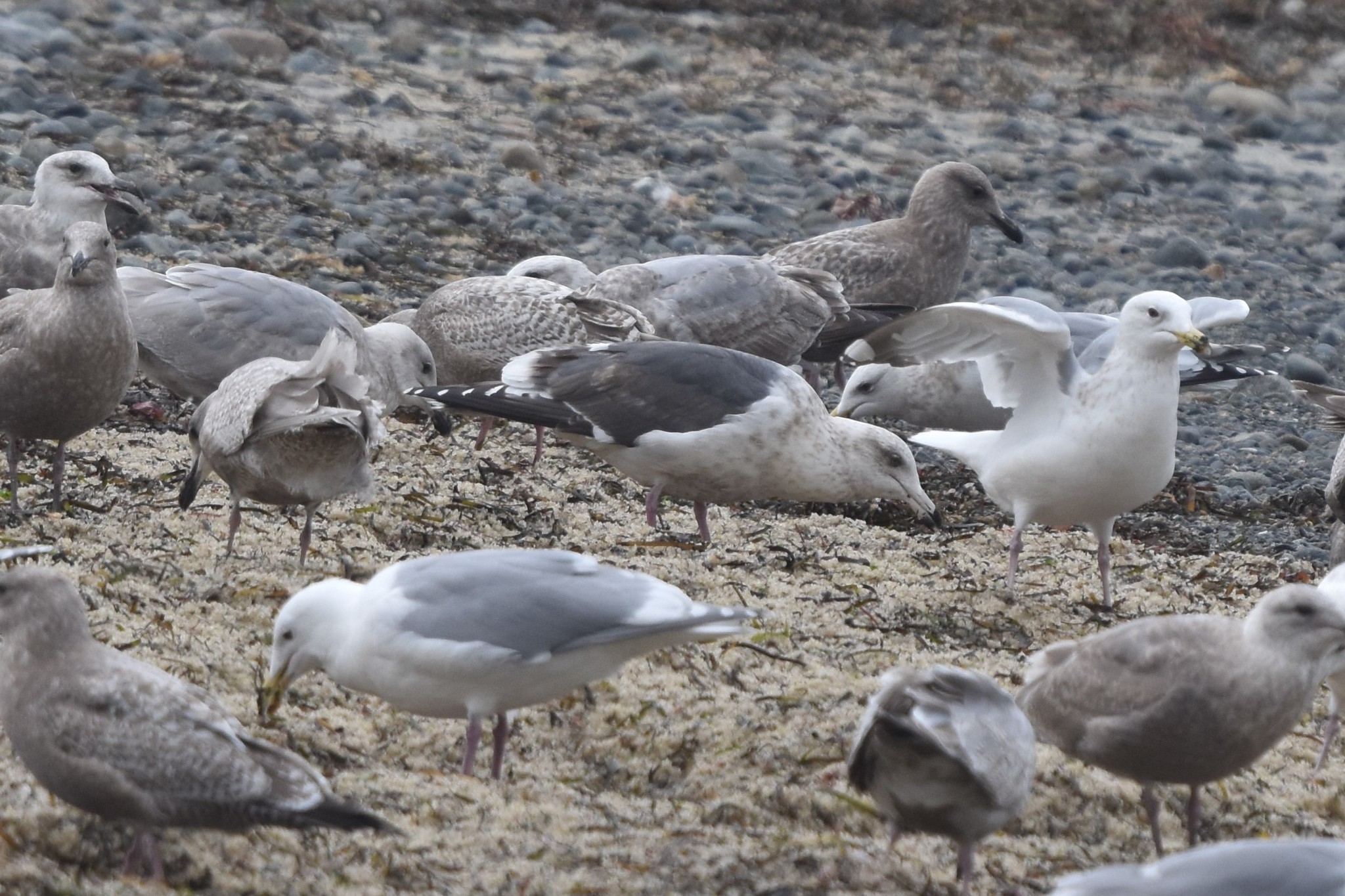 Slaty-backed Gull