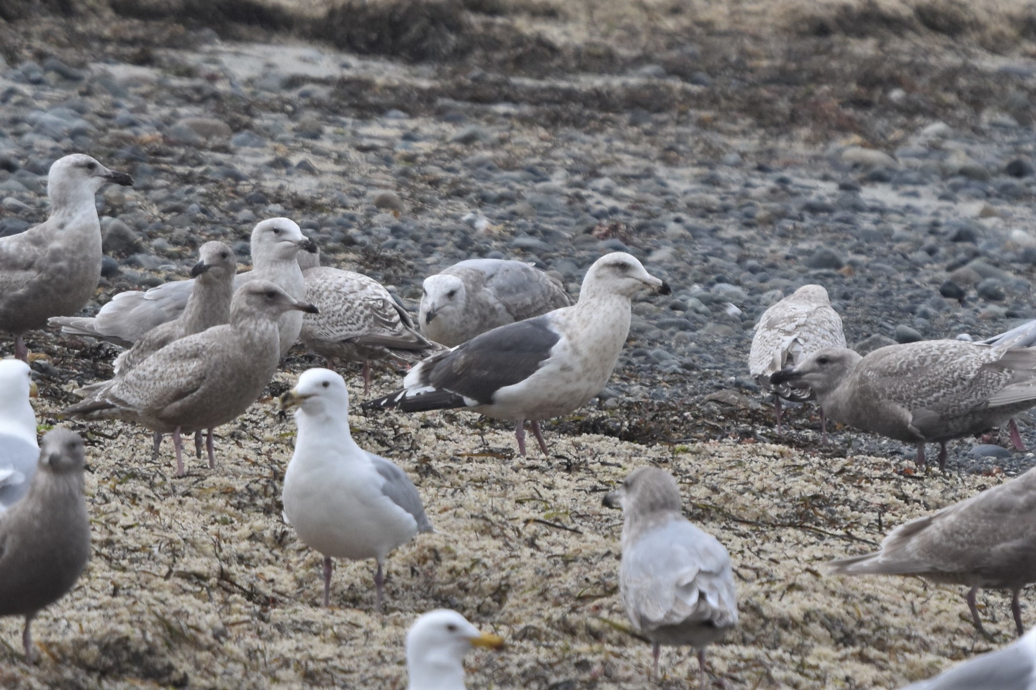 Slaty-backed Gull