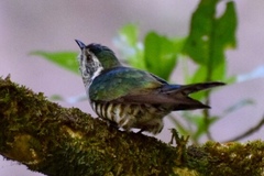 Chrysococcyx lucidus lucidus