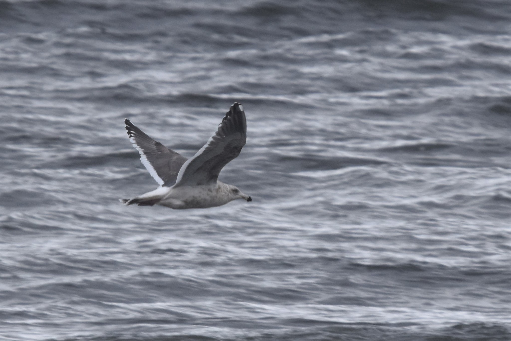 Slaty-backed Gull