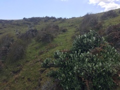 Olearia traversiorum