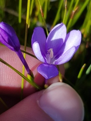Thereianthus juncifolius