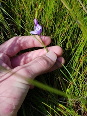 Thereianthus juncifolius