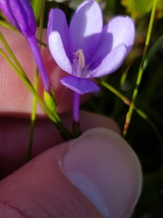 Thereianthus juncifolius