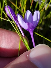 Thereianthus juncifolius