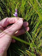 Thereianthus juncifolius